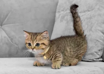 Yuxuda pişik görmək – Yuxunun mənası nədir?