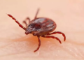 Yeni virus yayıldı – Gənə ilə keçir