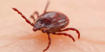 Yeni virus yayıldı – Gənə ilə keçir