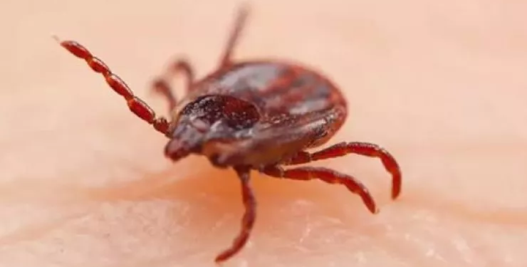Yeni virus yayıldı – Gənə ilə keçir