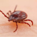 Yeni virus yayıldı – Gənə ilə keçir