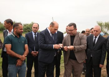 Bərdədə pambıq yığımı davam etdirilir – rayon rəhbəri sahələrdə olub