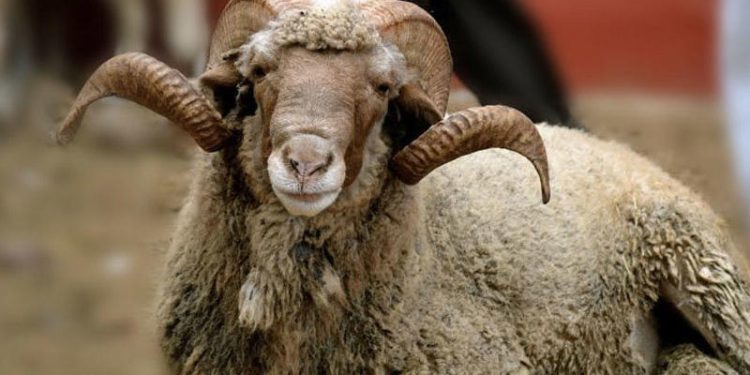 Yuxuda qoyun və qoç görmək nə deməkdir? – Bərəkət, ruzi və gələcəklə bağlı yuxu yozumlar